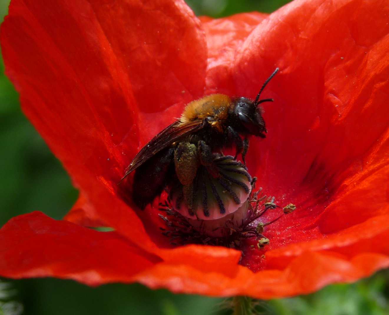 Sul papavero:  Andrena cfr.  nigroaenea  (Apidae Andreninae)